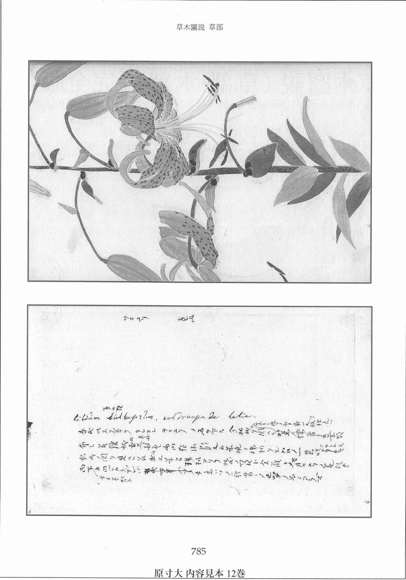 飯沼　慾齋『草木図説・完全版(草部2/草之十五～草之二十七・補遺)』