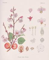 改訂・増補 日本薬用植物圖譜