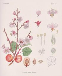 改訂・増補 日本薬用植物圖譜