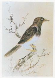 享保・元文諸国産物帳集成第II巻　常陸・下野・武蔵・伊豆七島　電子版